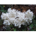 Мицелий Ежовика коралловидного / Гериций решетчатовидный (Hericium coralloides)